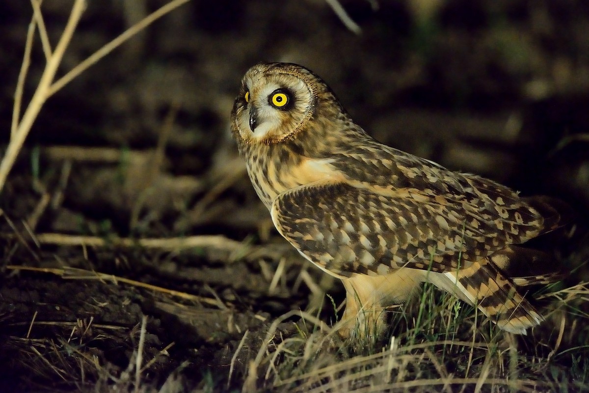 Short-eared Owl - ML208935751