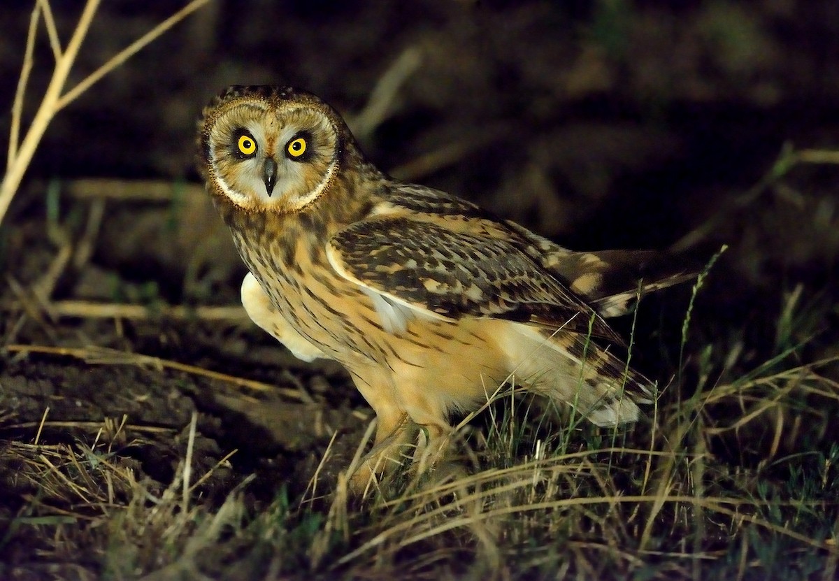 Short-eared Owl - ML208935771