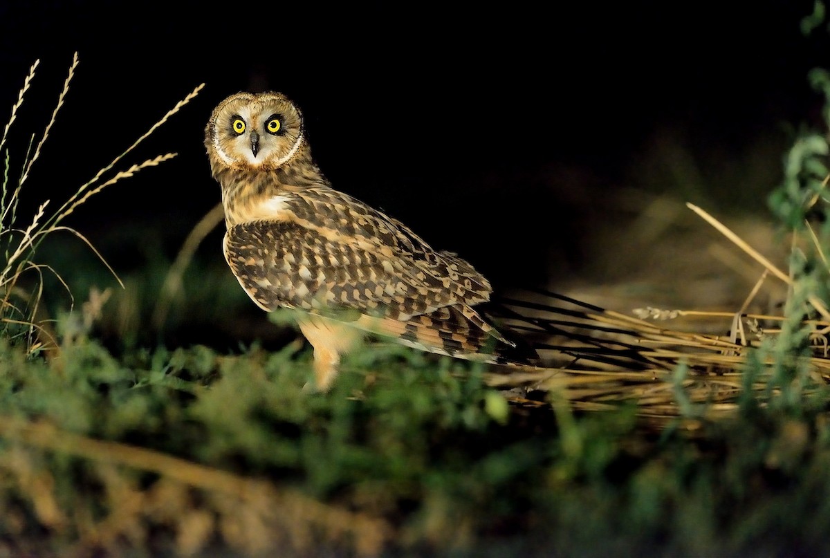 Short-eared Owl - ML208935811