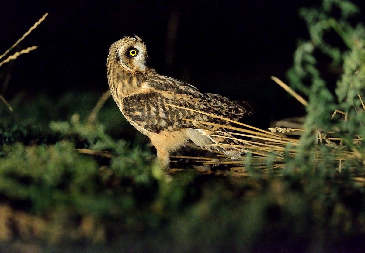 Short-eared Owl - ML208935841