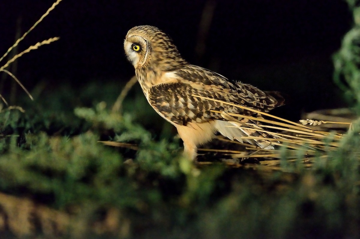 Short-eared Owl - ML208935881