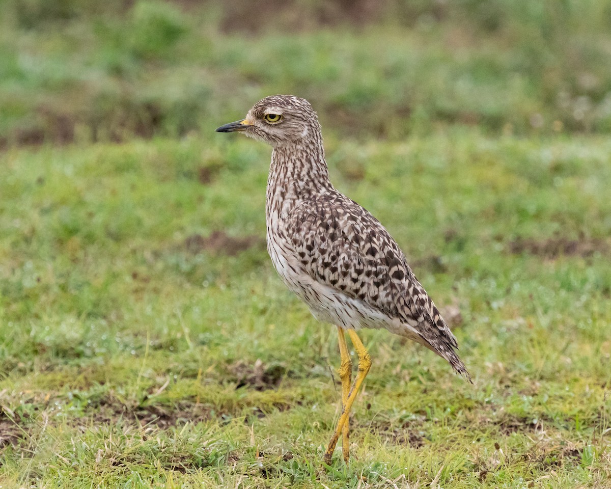 Spotted Thick-knee - ML208937331