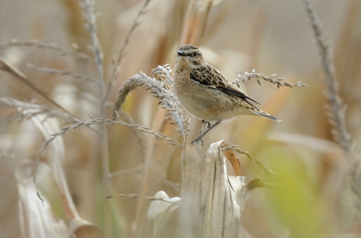 Whinchat - ML208939971