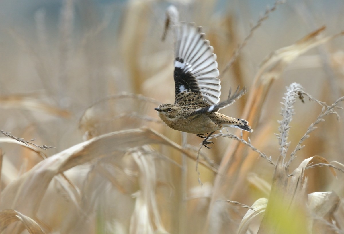 Whinchat - ML208939981
