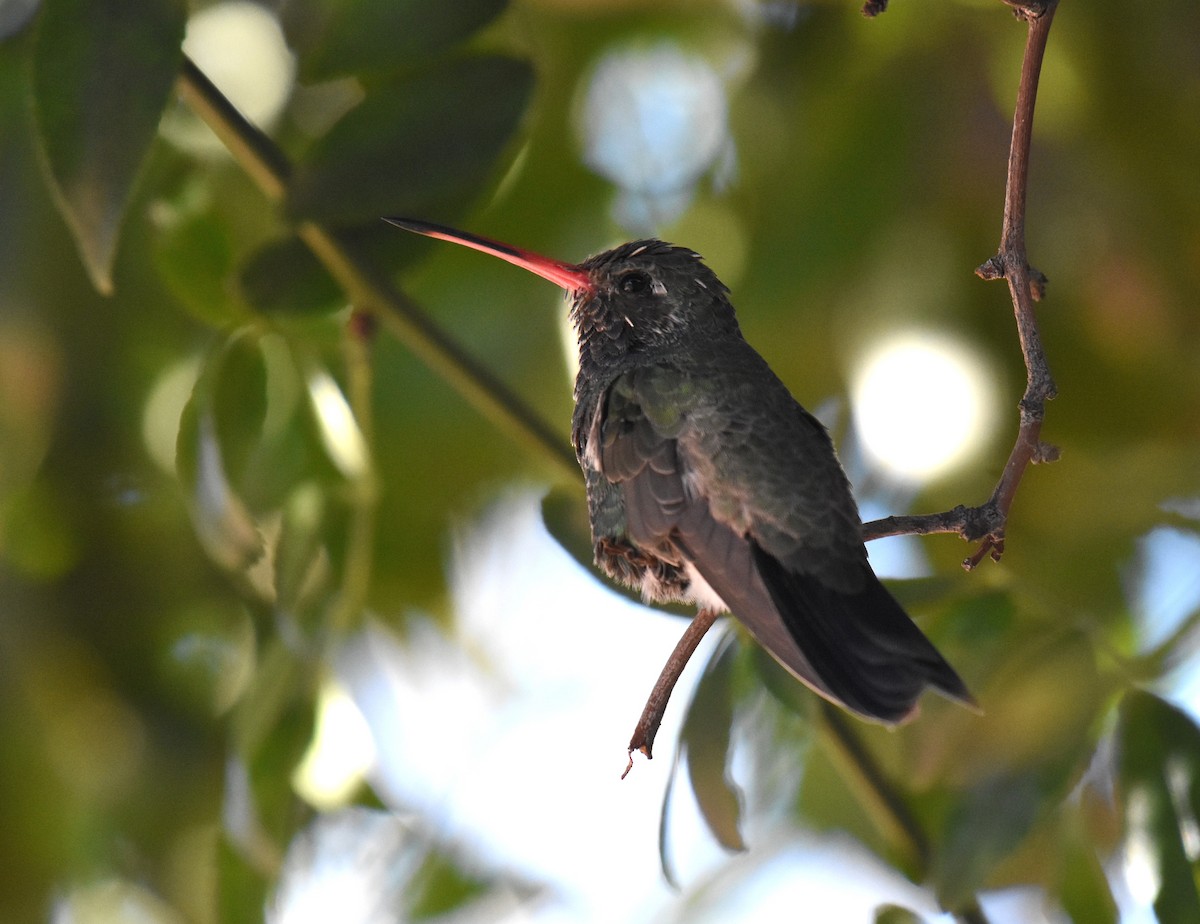 Broad-billed Hummingbird - ML208941611