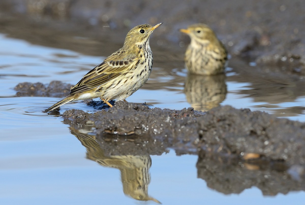 Meadow Pipit - ML208943921