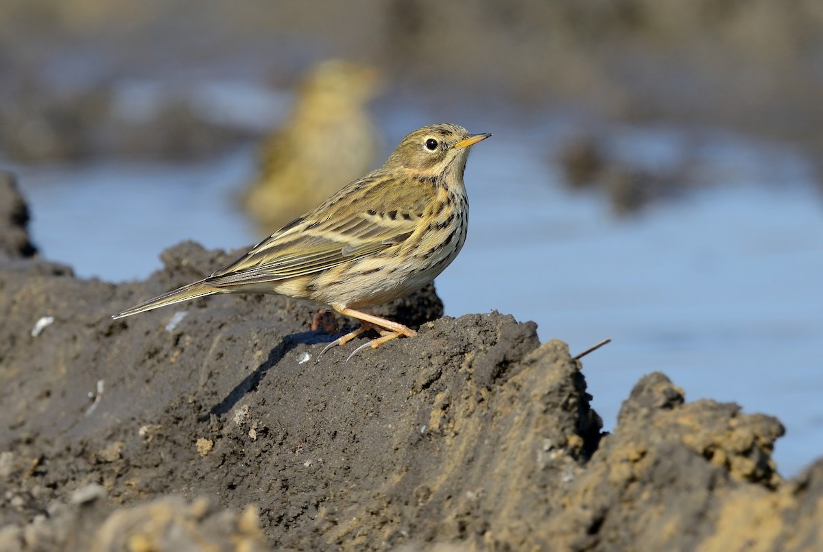 Meadow Pipit - ML208944041