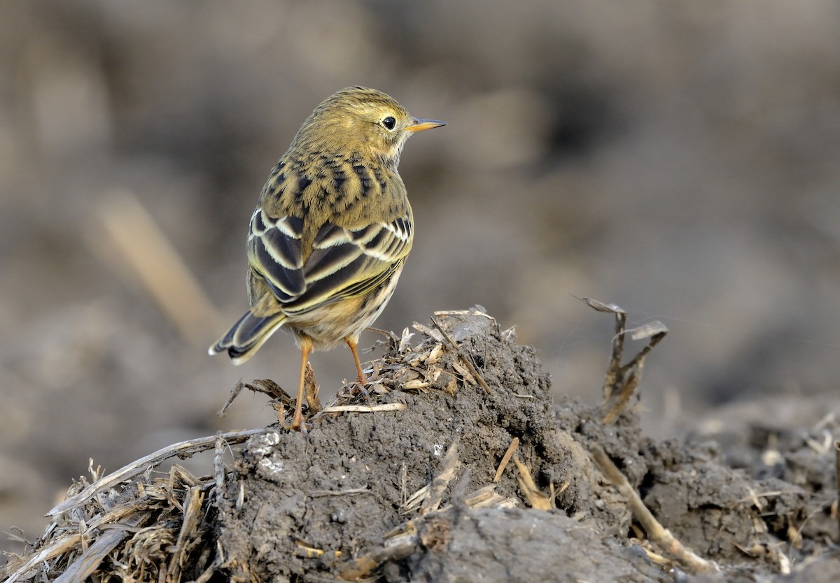 Meadow Pipit - ML208944191