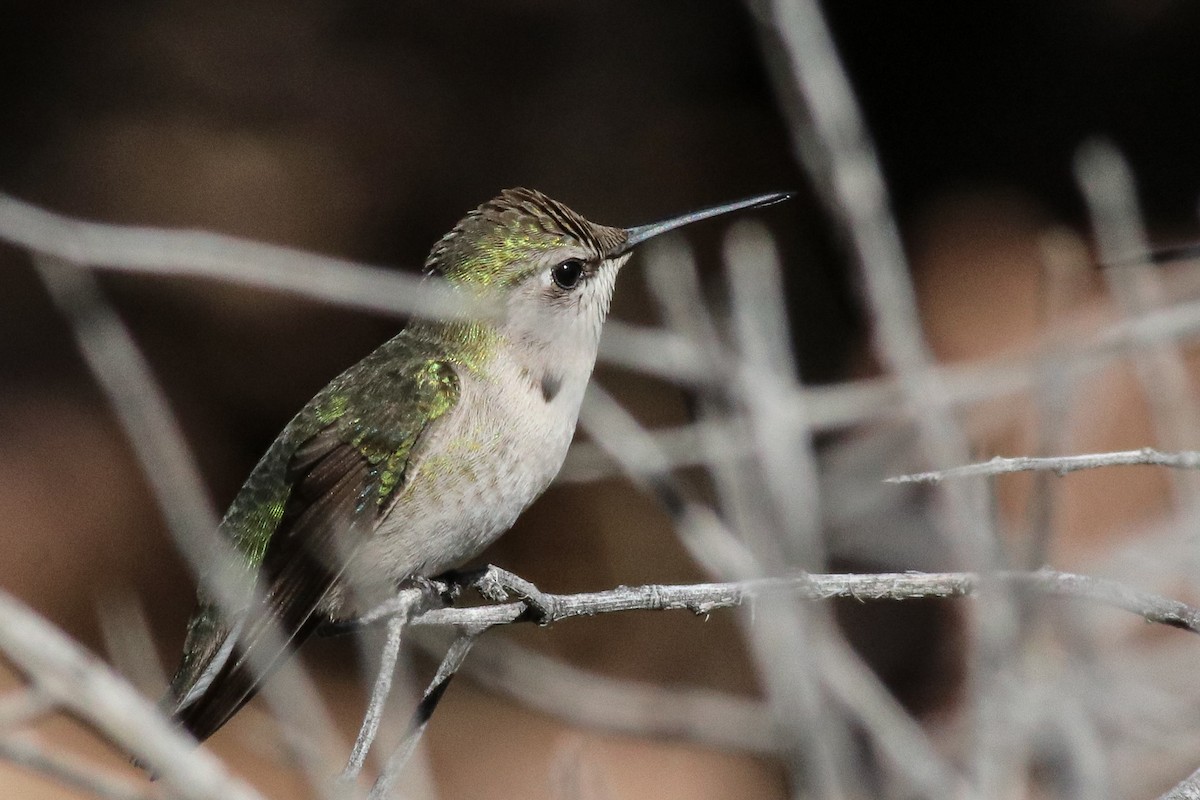 Costa's Hummingbird - Nick Tepper
