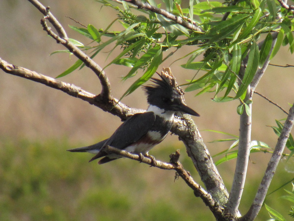 Belted Kingfisher - ML208947741