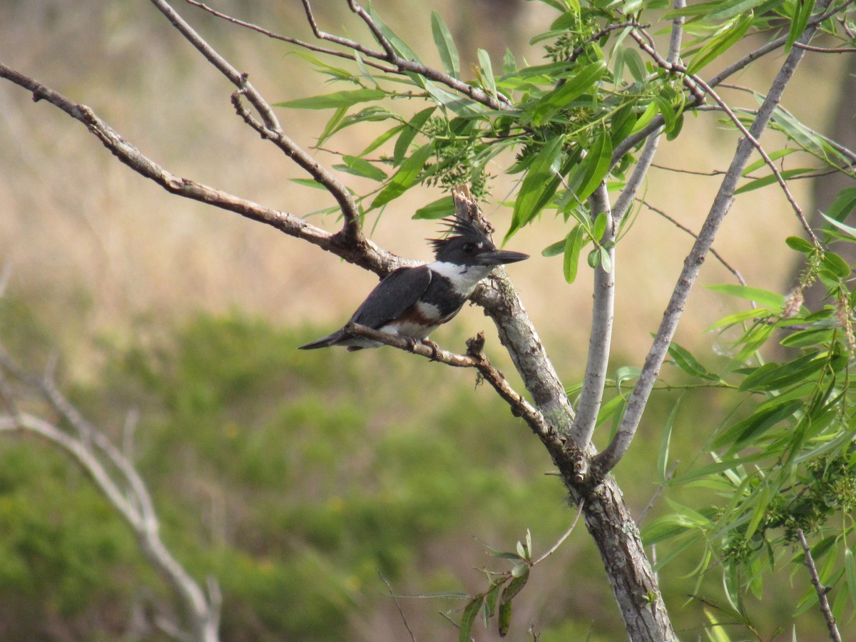 Belted Kingfisher - ML208947781