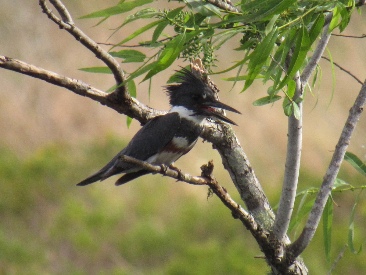 Belted Kingfisher - ML208947811