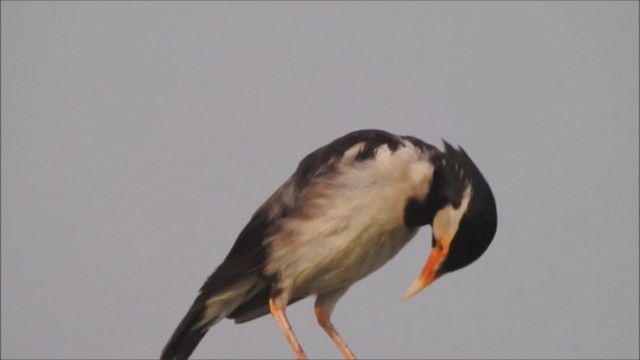 Asian Pied Starling - ML208948031