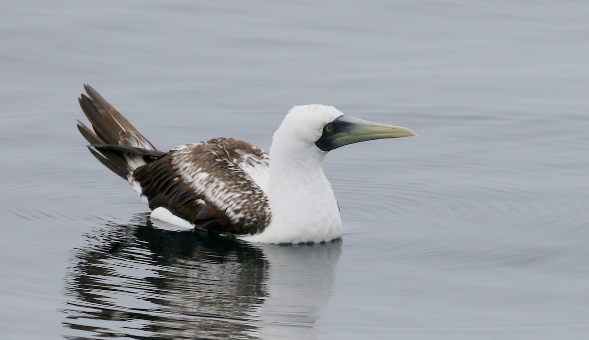 Masked Booby - ML208949401