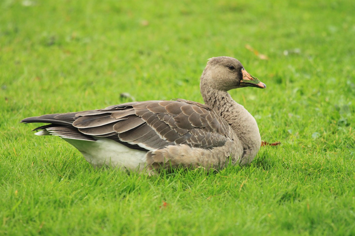 Greater White-fronted Goose - ML20895271