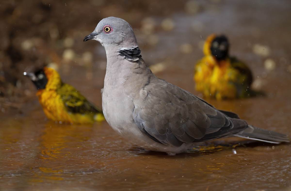 Mourning Collared-Dove - ML208954071