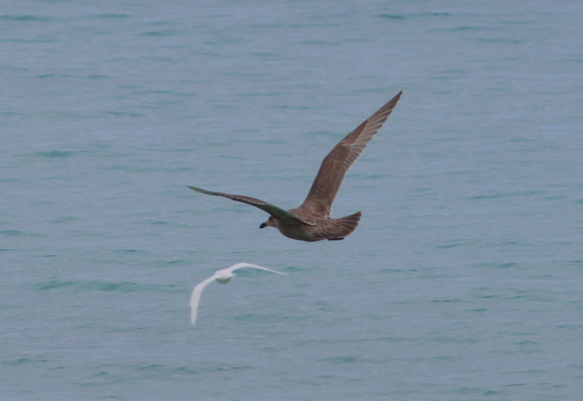 Glaucous-winged Gull - ML208954981
