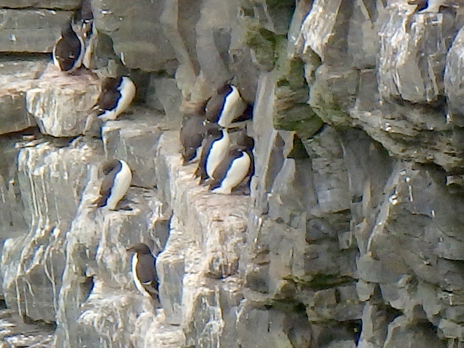Thick-billed Murre - ML208955341