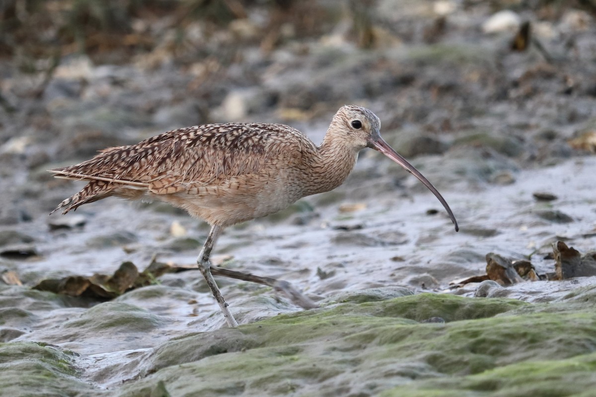 Long-billed Curlew - Alta Tanner