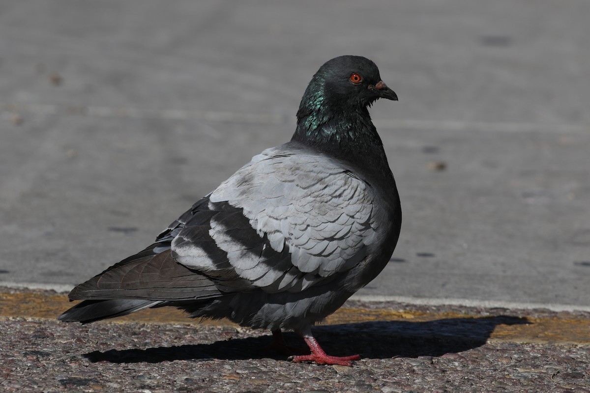 Rock Pigeon (Feral Pigeon) - Joelle Buffa Clyde Morris