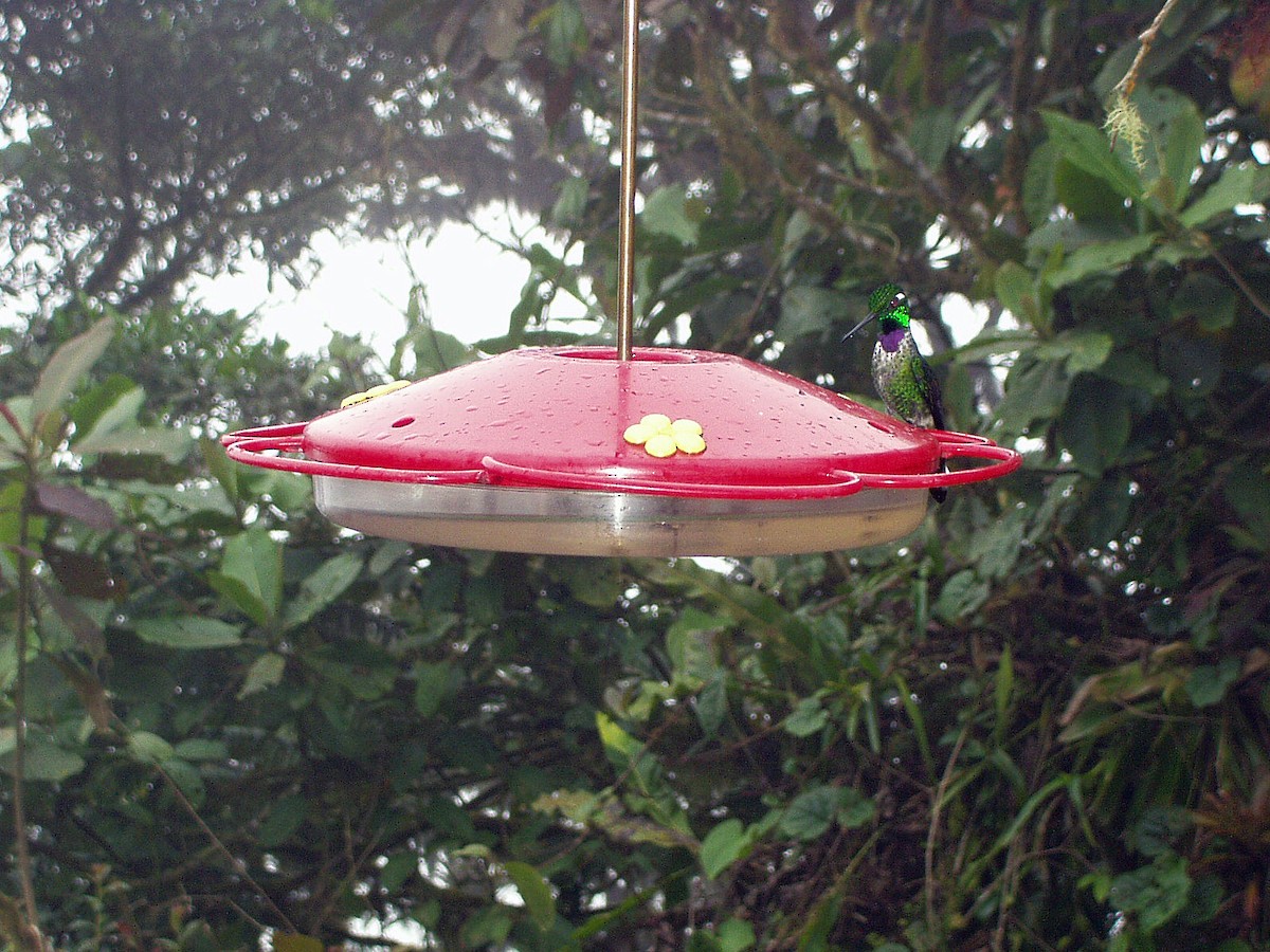 Пурпурногрудый колибри - ML208963771