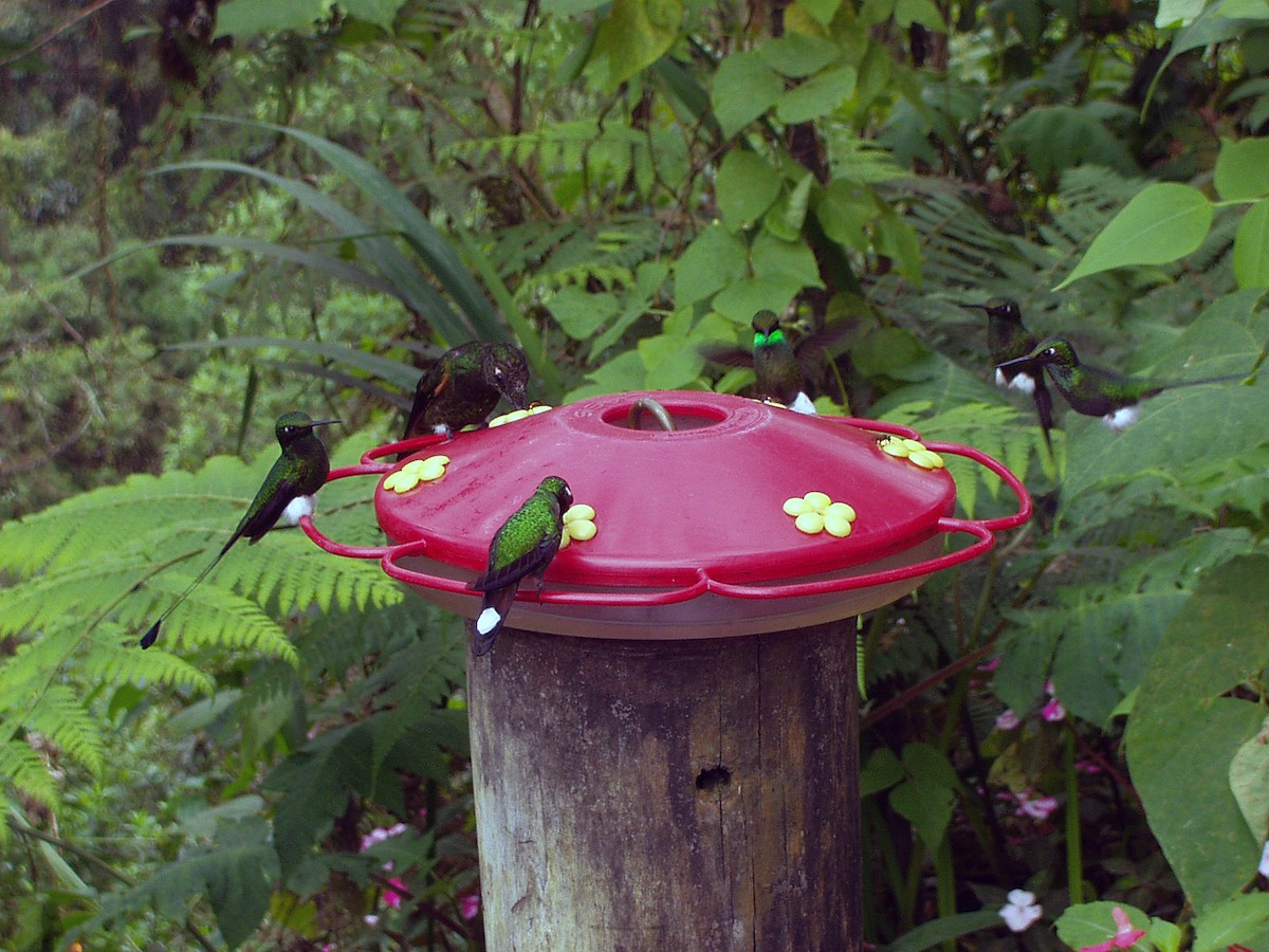 Пурпурногрудый колибри - ML208963791