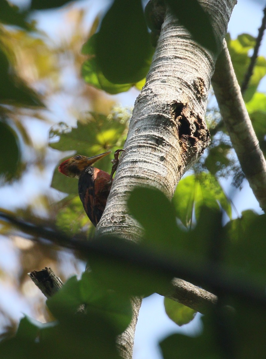 Orange-backed Woodpecker - simon walkley