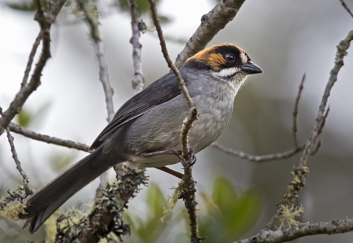 Black-spectacled Brushfinch - Lars Petersson | My World of Bird Photography