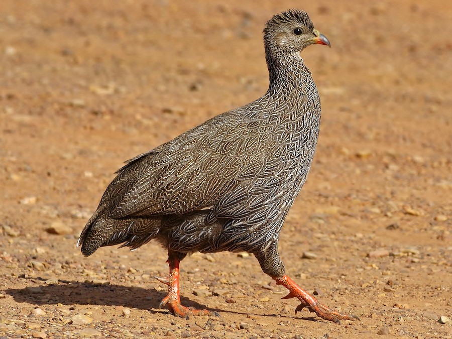 Cape Spurfowl - eBird
