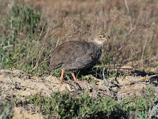  - Cape Spurfowl