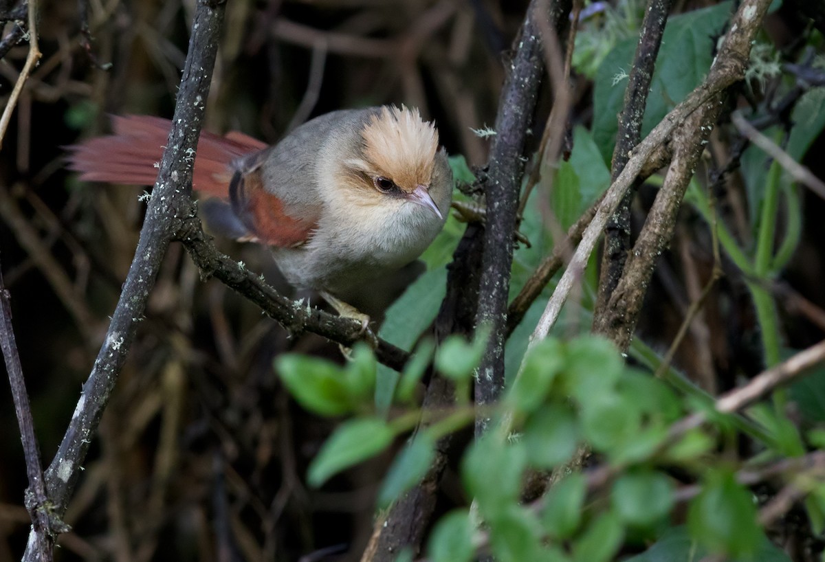 Creamy-crested Spinetail - ML208968261