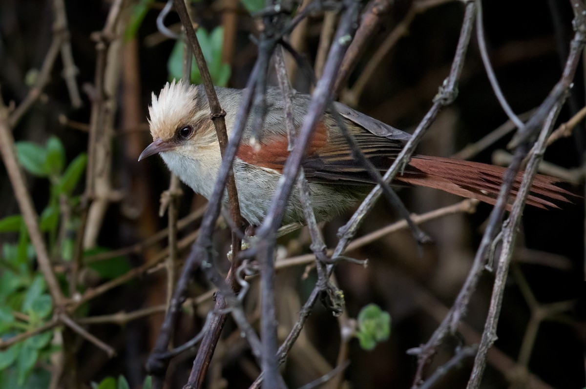 Creamy-crested Spinetail - ML208968281