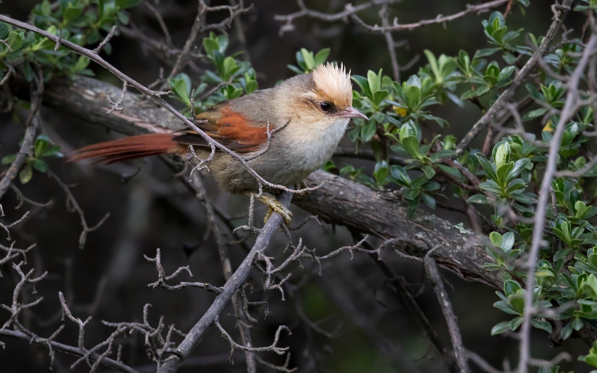 Creamy-crested Spinetail - Lars Petersson | My World of Bird Photography