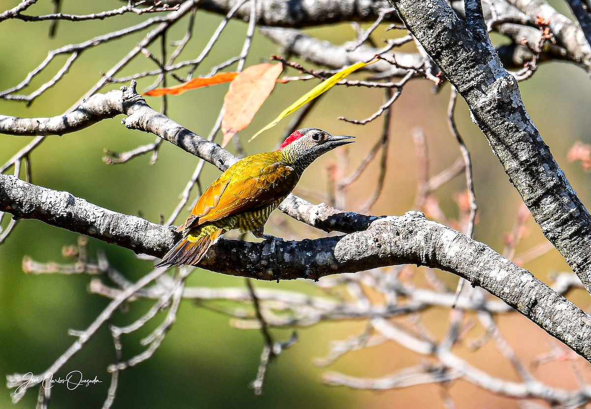 Golden-olive Woodpecker - Carlos Quezada