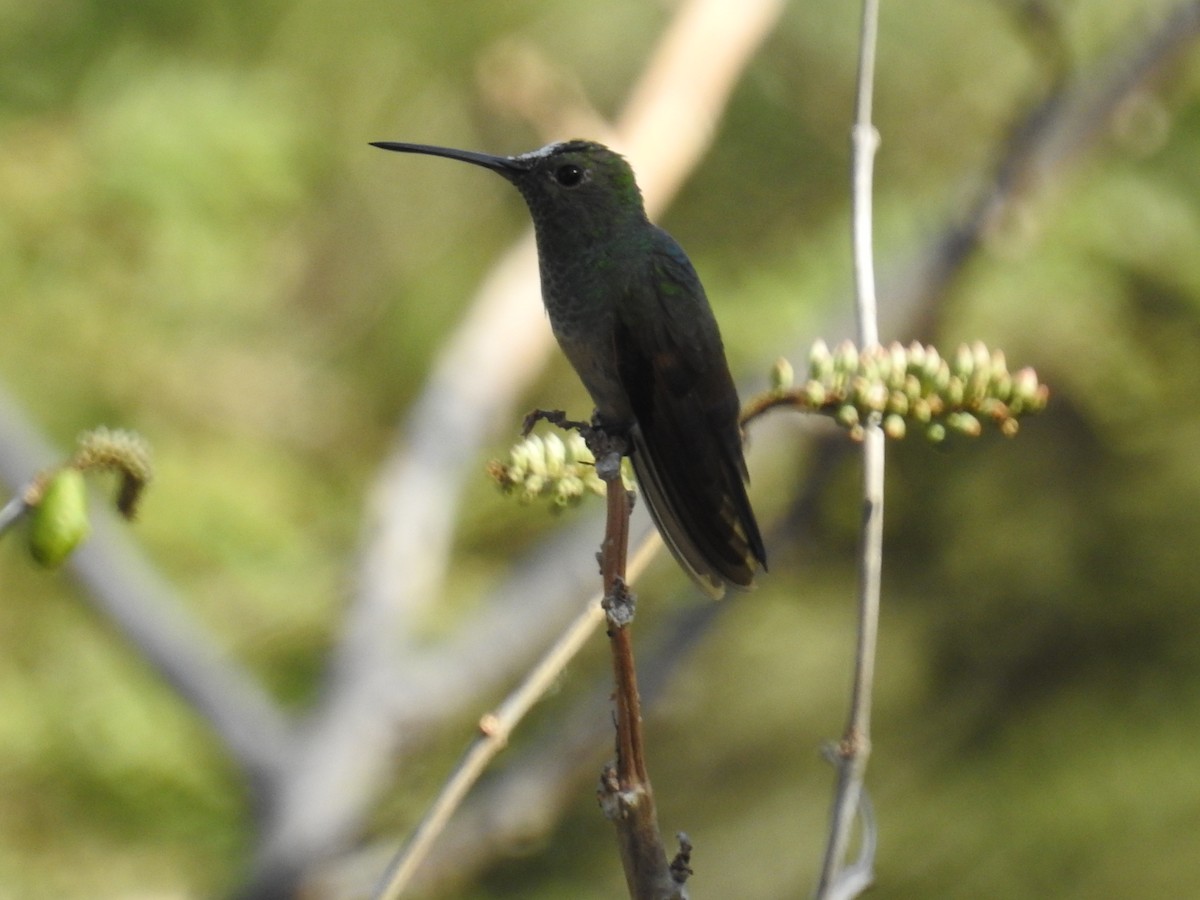 Berylline Hummingbird - Mark Philippart