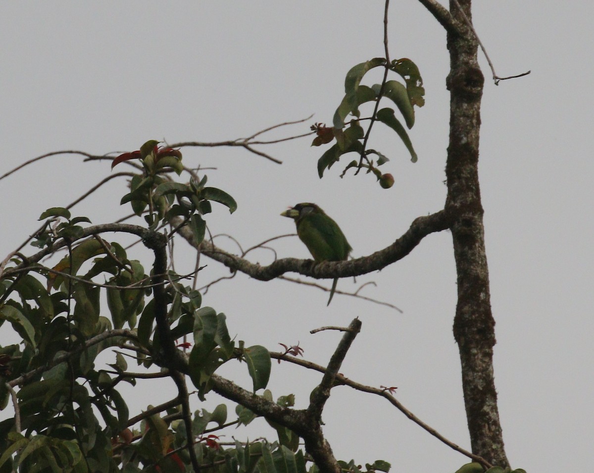 Fire-tufted Barbet - ML208971741