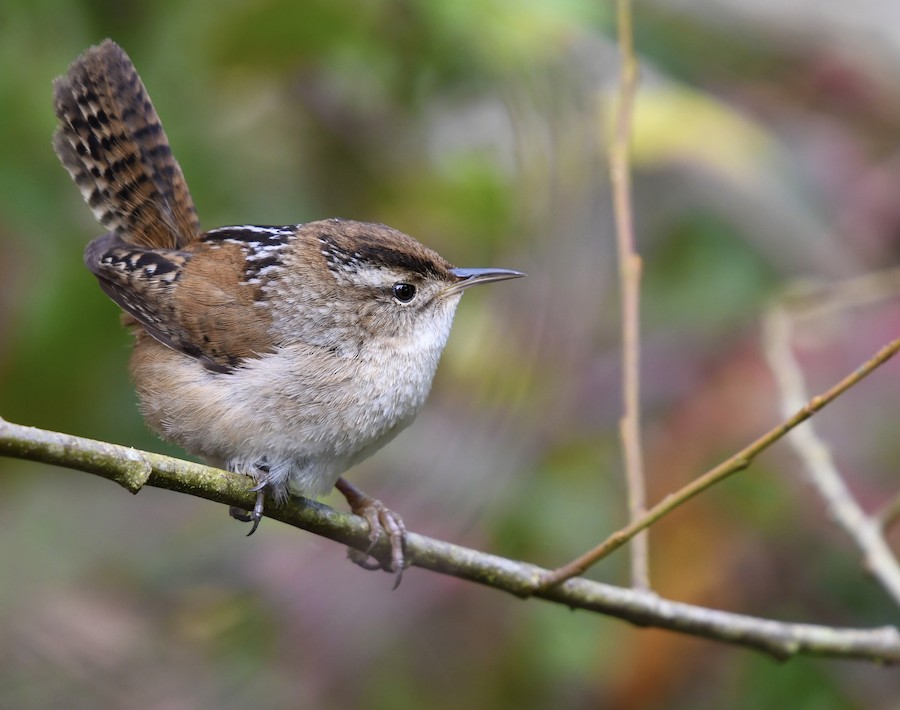 Marsh Wren