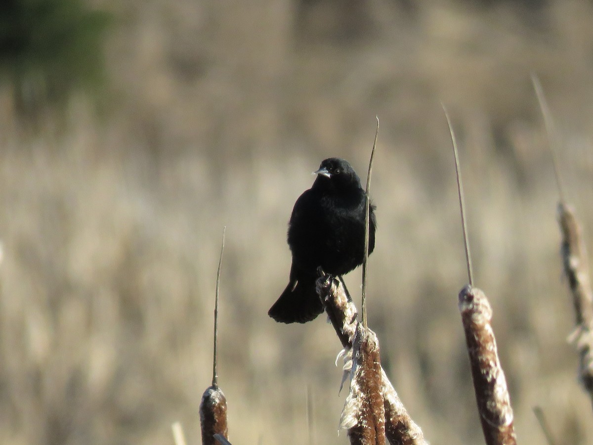 Red-winged Blackbird - Curtis Mahon