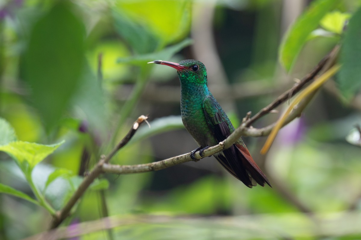 Rufous-tailed Hummingbird - Nick Dorian
