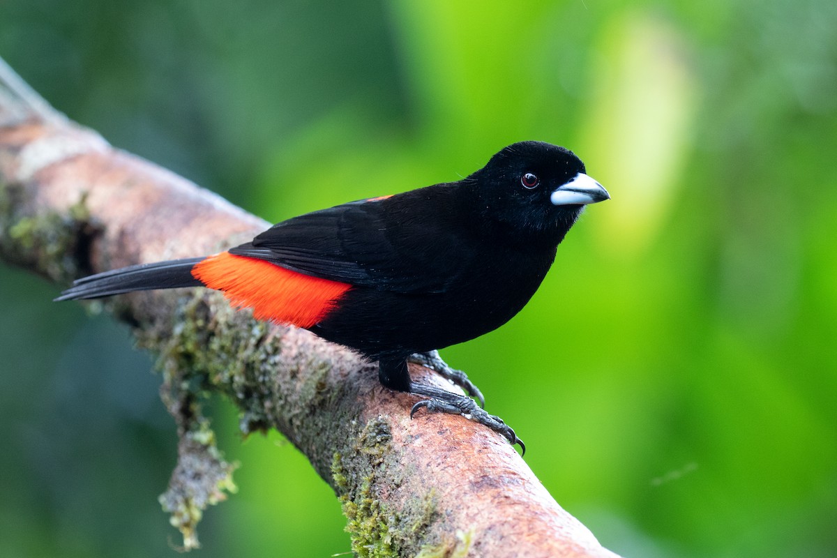 Scarlet-rumped Tanager - ML208984721