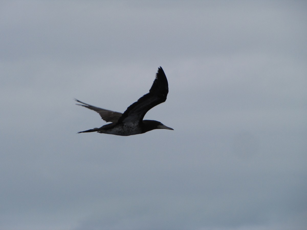 Brown Booby - ML208986061
