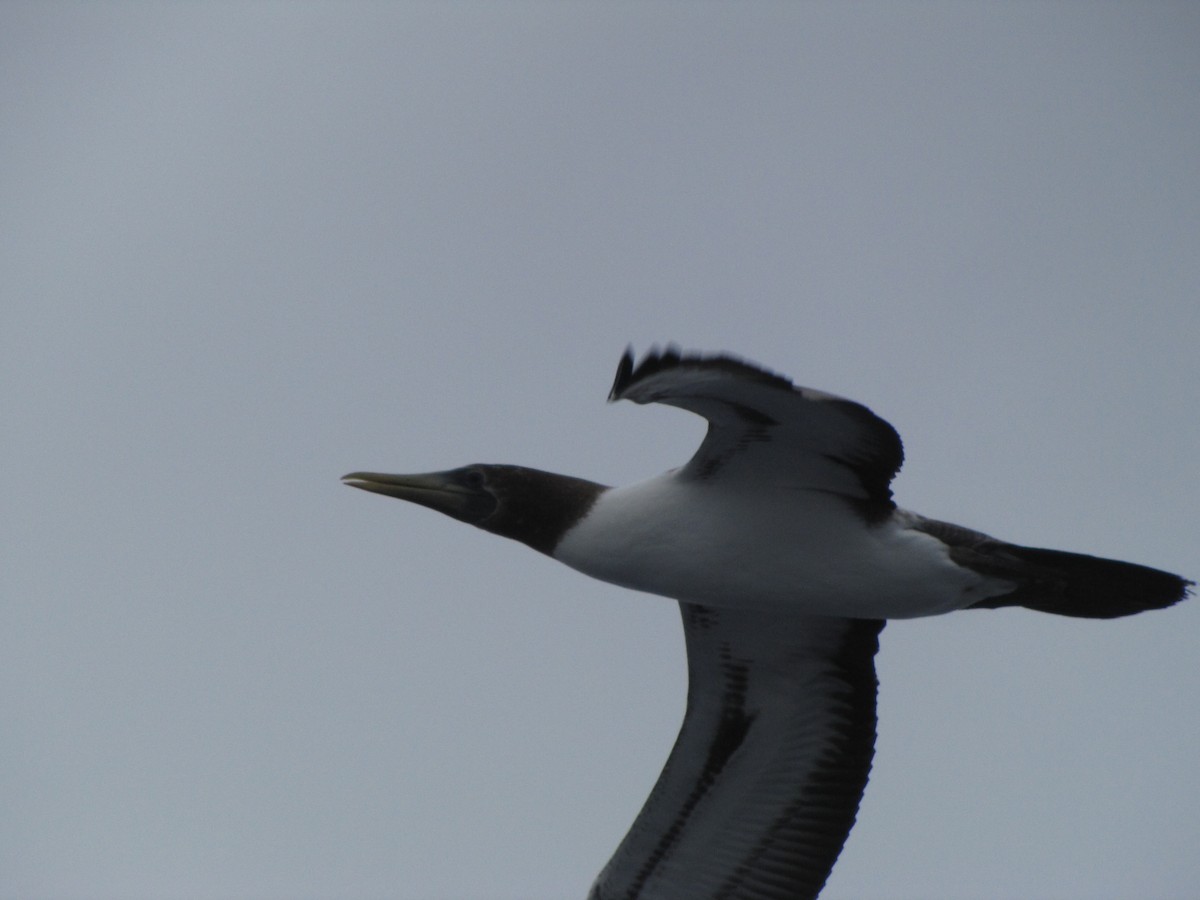 Masked Booby - ML208986091