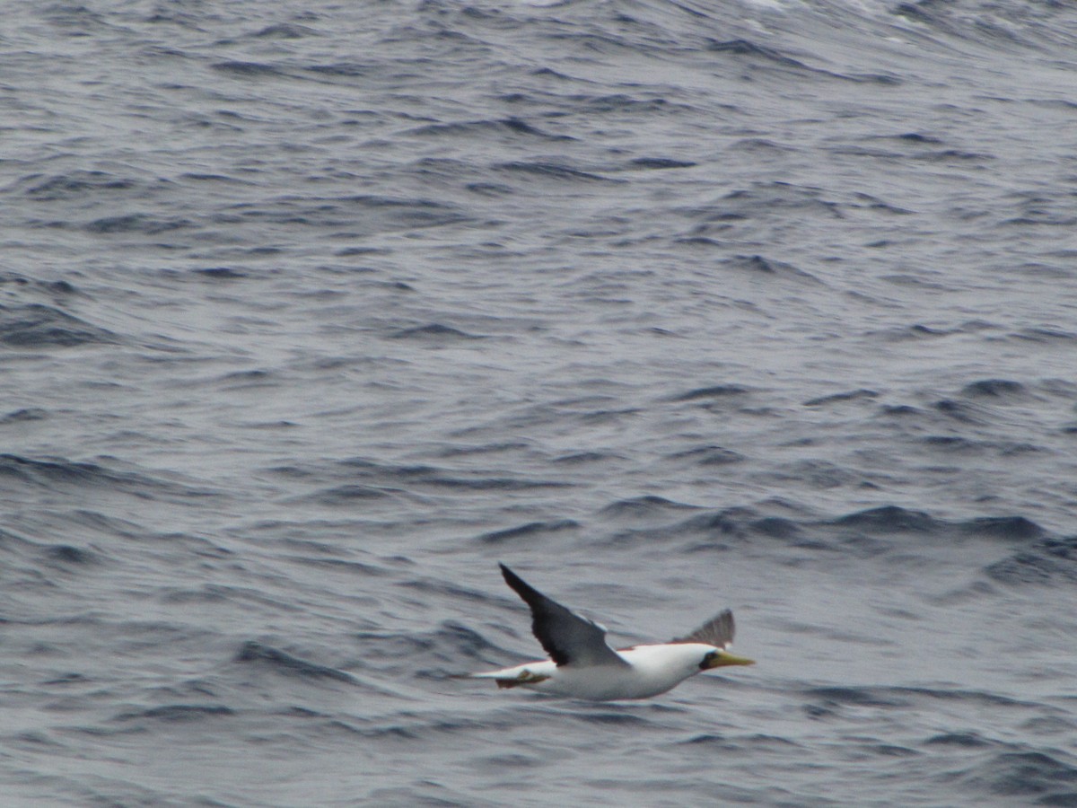 Masked Booby - ML208986111