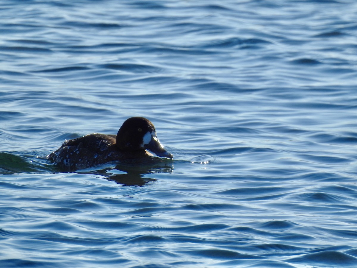 Greater Scaup - ML208988711