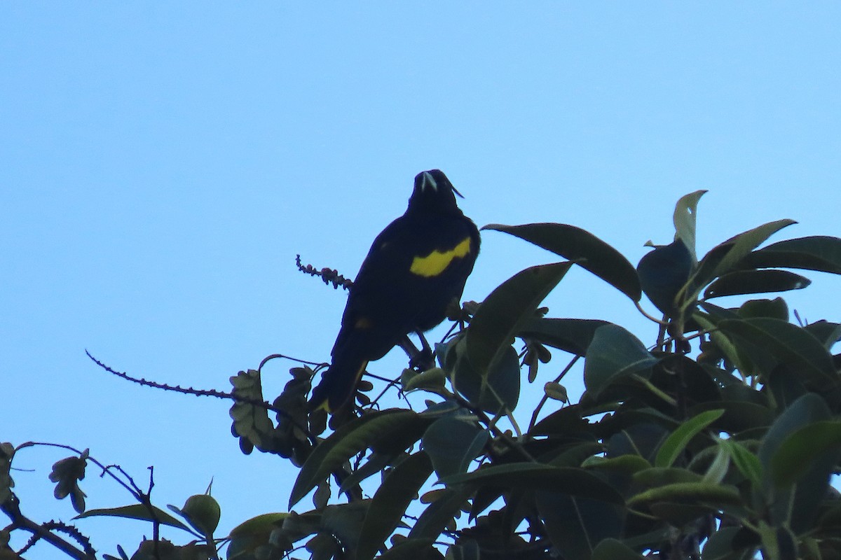 Yellow-winged Cacique - Ted Floyd