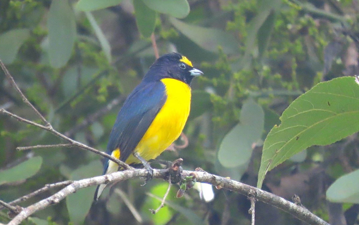 West Mexican Euphonia - Ted Floyd