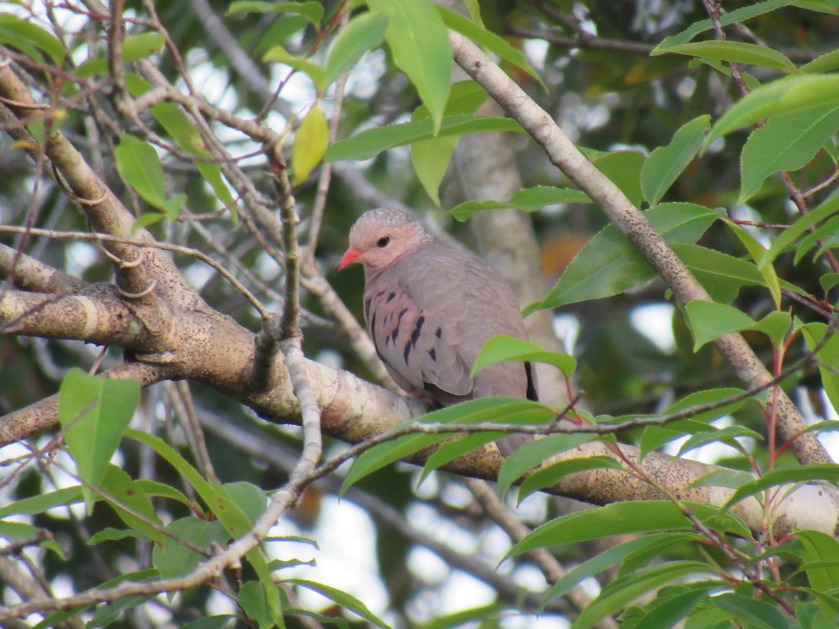 Common Ground Dove - Tate Curry