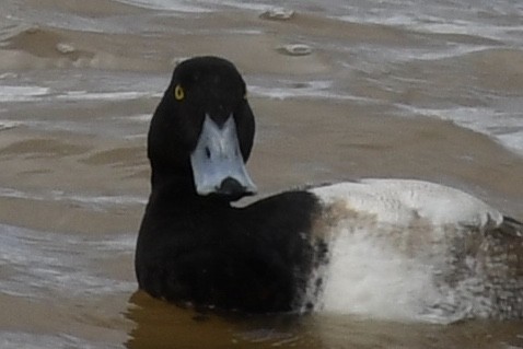 Greater Scaup - ML209001221