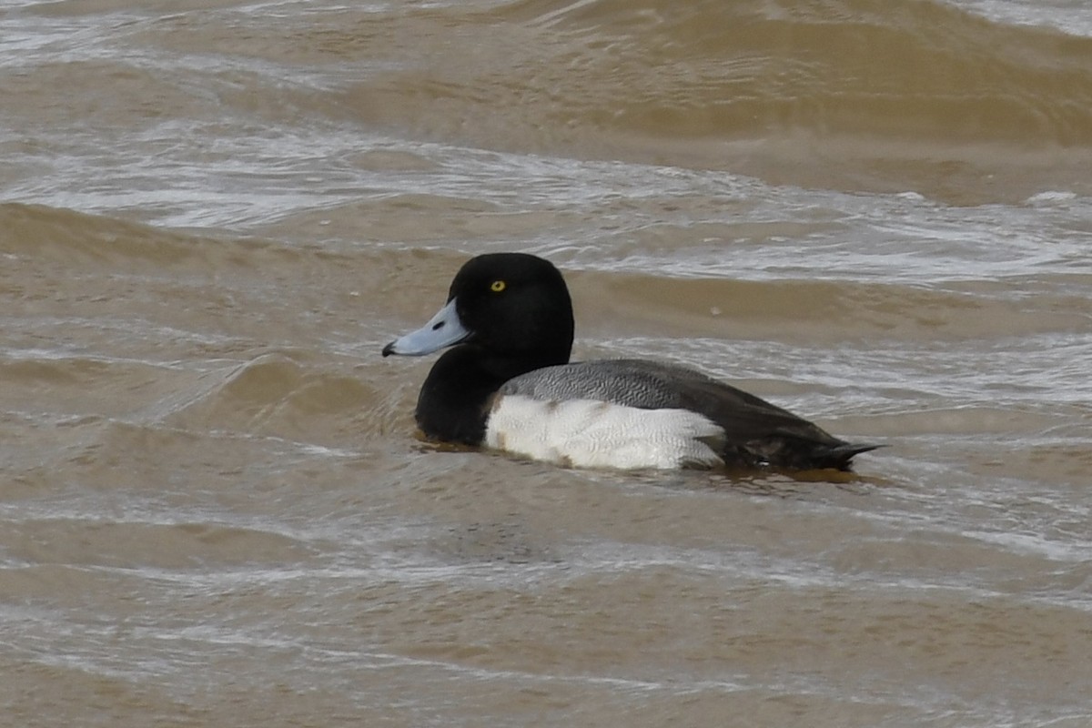 Greater Scaup - ML209001231