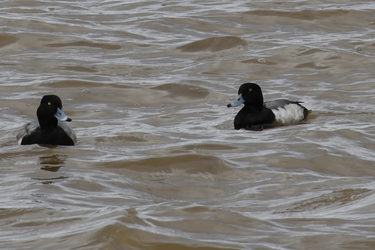 Greater Scaup - ML209001241